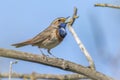 White-spotted bluethroat Luscinia svecica