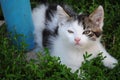 White spotted brave kitten sniffing air and hiding in green grass Royalty Free Stock Photo