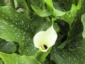 White-spotted calla Zantedeschia albomaculata close up Royalty Free Stock Photo