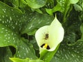 White-spotted calla - Zantedeschia albomaculata - and fly