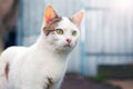 A white spotted cat with an attentive look in a farm