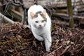 A white spotted cat with an attentive look while hunting