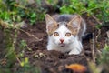 A white spotted cat lies in a hole in the garden and watches something carefully