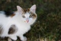 White spotted cat looking at the camera 2 Royalty Free Stock Photo