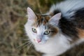 White spotted cat looking at the camera 1 Royalty Free Stock Photo