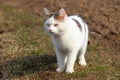 White spotted cat looking for prey in nature_ Royalty Free Stock Photo