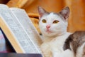 White spotted cat near the opened book. Reading a book. Interesting animals