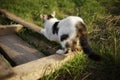 White spotted cat sharpening its claws on a wooden plank in the garden, back side view Royalty Free Stock Photo