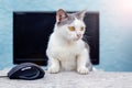 A white spotted cat sits at a table near a computer mouse and a monitor. Work in the office Royalty Free Stock Photo