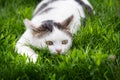 White spotted cat sitting in the grass. Cat on the hunt in an ambush Royalty Free Stock Photo