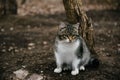 White and brown spotted cat sitting on the street Royalty Free Stock Photo