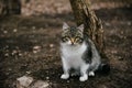 White spotted cat sitting on the street Royalty Free Stock Photo