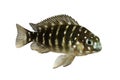 White spotted cichlid Tropheus duboisi aquarium fish lake Tanganyika