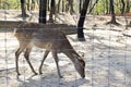 White spotted deer locked in the cage behind barbed wire