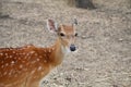 white spotted deer in the zoo Royalty Free Stock Photo