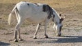 A white spotted donkey walking in a pasture.