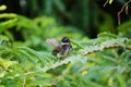 White spotted fantail, Rhipidura albogularis, Pune, Maharashtra Royalty Free Stock Photo