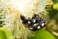 White spotted fruit chafer Royalty Free Stock Photo