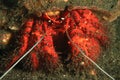 White-spotted Hermit Crab