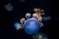 White Spotted Jelly Fish Royalty Free Stock Photo