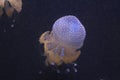 White spotted jelly