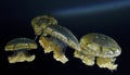 White Spotted Jellyfish