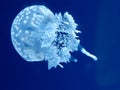 White spotted jellyfish against navy blue Royalty Free Stock Photo