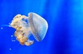 White spotted jellyfish Floating bell Australian spotted jellyfish medusa deep blue underwater background Royalty Free Stock Photo