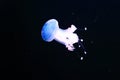 White-spotted jellyfish Royalty Free Stock Photo