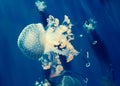 White spotted jellyfish. Medusa on a blue background Royalty Free Stock Photo