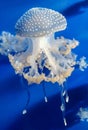 White spotted jellyfish. Medusa on a blue background. Royalty Free Stock Photo