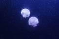 White spotted jellyfish Royalty Free Stock Photo