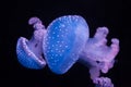 White-spotted jellyfish Phyllorhiza punctata Royalty Free Stock Photo