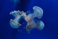 White-spotted jellyfish Phyllorhiza punctata Royalty Free Stock Photo