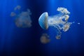 White-spotted jellyfish (Phyllorhiza punctata). Royalty Free Stock Photo