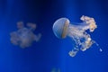 White-spotted jellyfish (Phyllorhiza punctata). Royalty Free Stock Photo