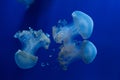 White-spotted jellyfish (Phyllorhiza punctata). Royalty Free Stock Photo