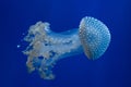 White-spotted jellyfish (Phyllorhiza punctata). Royalty Free Stock Photo