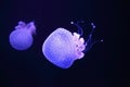 White-spotted jellyfish Phyllorhiza punctata or the Australian spotted jellyfish with dark background Royalty Free Stock Photo