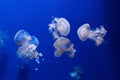 White spotted jellyfish phyllorhiza punctata Royalty Free Stock Photo