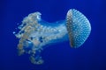 White-spotted jellyfish Phyllorhiza punctata Royalty Free Stock Photo