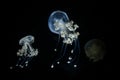 White spotted jellyfish Phyllorhiza punctata,This widespread jellyfish species is found in the Atlantic, Indian and Pacific ocea Royalty Free Stock Photo