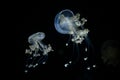 White spotted jellyfish Phyllorhiza punctata, widespread jellyfish species is found in the Atlantic, Indian and Pacific ocean Royalty Free Stock Photo