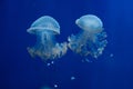 White-spotted jellyfish (Phyllorhiza punctata). Royalty Free Stock Photo