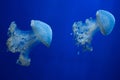 White-spotted jellyfish (Phyllorhiza punctata).