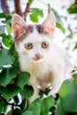 A white spotted kitten sits on a tree among the green leaves_ Royalty Free Stock Photo