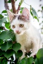 A white spotted kitten sits on a tree in a thick leaf_ Royalty Free Stock Photo