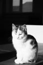 White spotted kitty sitting in the dark room. Lovely fluffy cat. BW photo Royalty Free Stock Photo