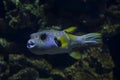 The White-spotted puffer Arothron hispidus.