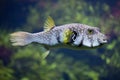 White-spotted puffer Arothron hispidus Royalty Free Stock Photo